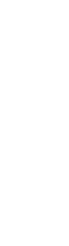 菊美人