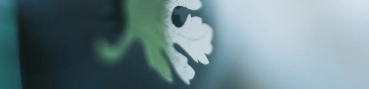 菊美人