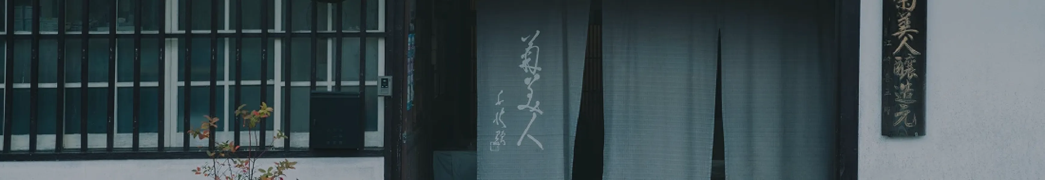 菊美人について