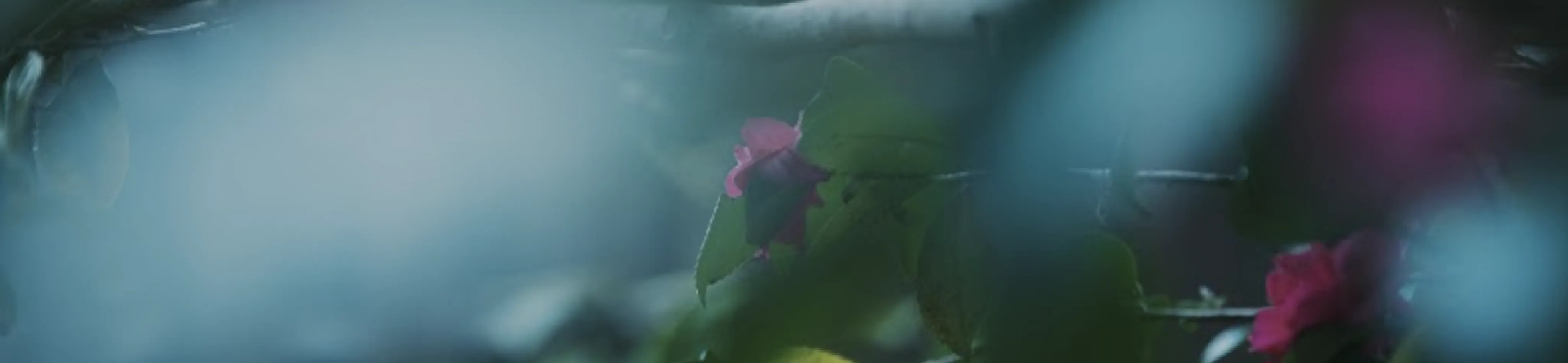 菊美人